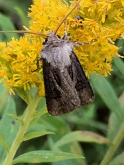 Agrotis venerabilis