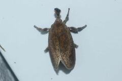 Scopelodes contracta