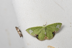 Comibaena subdelicata