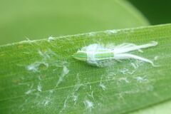 Salurnis marginella