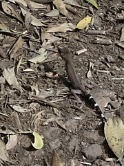 Carphodactylus laevis