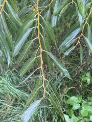 Salix euxina