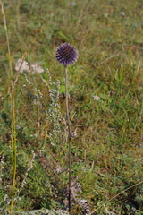 Echinops latifolius