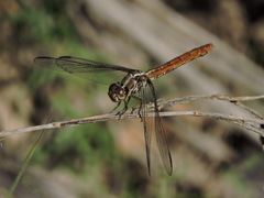 Orthemis ferruginea
