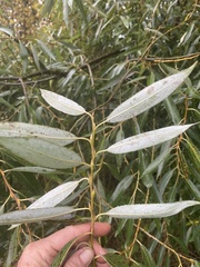 Salix euxina