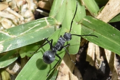Polyrhachis schistacea
