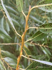 Salix euxina