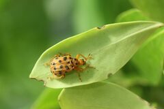 Agomadaranus pardalis