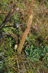 Orostachys malacophylla