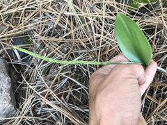 Malaxis macrostachya