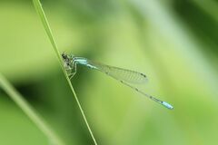 Aciagrion migratum