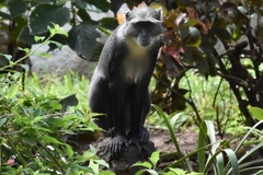 Cercopithecus mitis albogularis