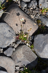 Sagina saginoides