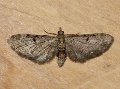 Eupithecia