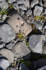 Sagina saginoides