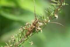 Pseudaeolesthes chrysothrix