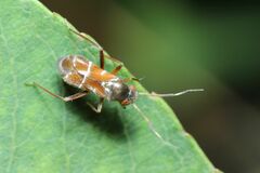 Pilophorus setulosus