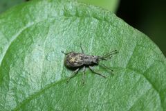 Calomycterus setarius