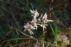 Leontopodium ochroleucum