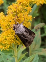 Agrotis venerabilis