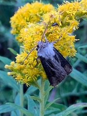 Agrotis venerabilis