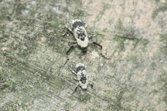 Gasterocercus longipes