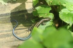 Plestiodon finitimus