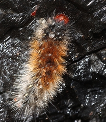 Arctiinae