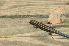 Plestiodon finitimus