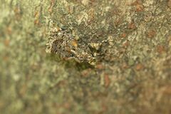 Ectatorhinus adamsii