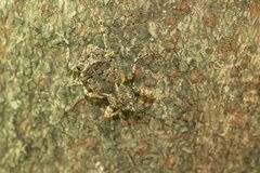 Ectatorhinus adamsii