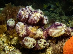 Botrylloides magnicoecus