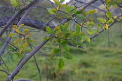 Salix pyrolifolia