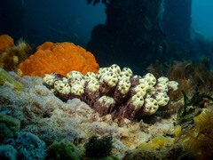 Botrylloides magnicoecus