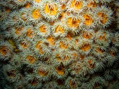 Anthothoe albocincta