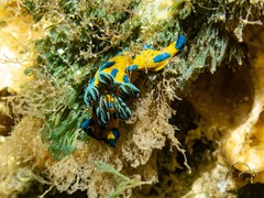 Tambja verconis