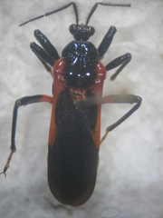 Ectrichodiinae