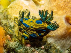 Tambja verconis