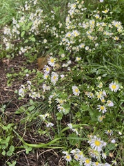 Erigeron annuus