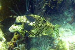Lactophrys bicaudalis
