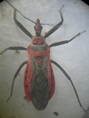Rhynocoris fuscipes