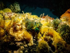 Tambja verconis