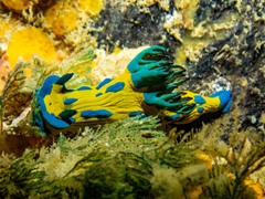 Tambja verconis