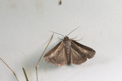Lophoptera squammigera