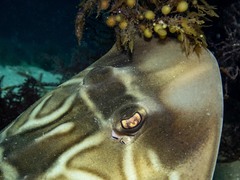 Trygonorrhina dumerilii