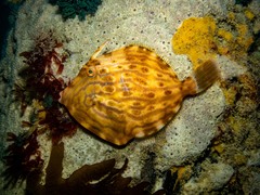 Eubalichthys mosaicus