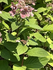 Hydrangea paniculata