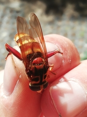 Milesia crabroniformis