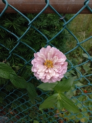 Chrysanthemum morifolium