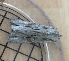 Lithophane leautieri